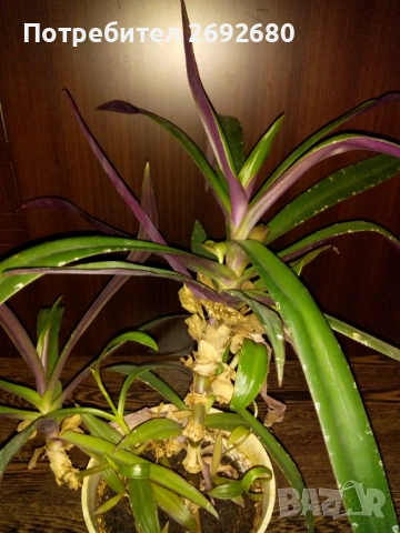 Традесканция рео-75см., снимка 8 - Стайни растения - 45950432