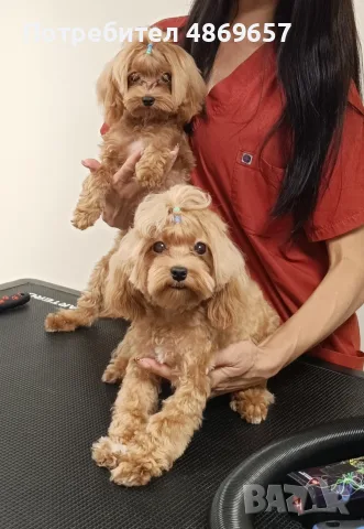 Малтипу момче Teacup / Maltipoo F1 / пудел Teddy mini тъкап, снимка 3 - Пудели - 55077818