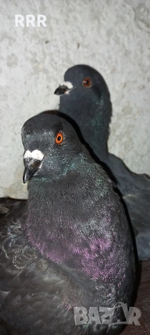 Гълъби Кинг, снимка 2 - Гълъби - 53428555