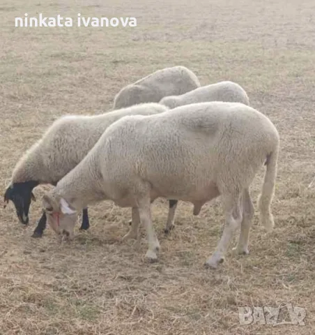 Продавам млад коч 