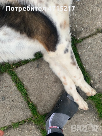 Смеска с бретон шпанйол и гонче , снимка 3 - Гонче - 53174648