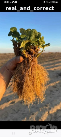 ВЕЛИКОЛЕПЕН БИО Разсад целогодишни Ягоди и Малини, снимка 3 - Разсади - 53687574