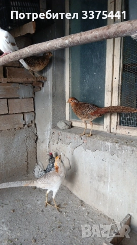 двойки червено златни и жълто златни фазани , снимка 9 - други­ - 52204680