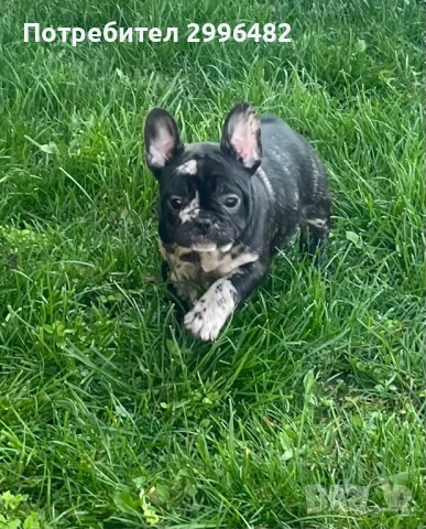 Френски булдог 