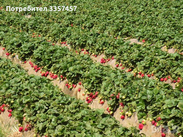 Prodavam korencheta celogodishni qgodi sort Monterei, снимка 8 - Разсади - 44673077