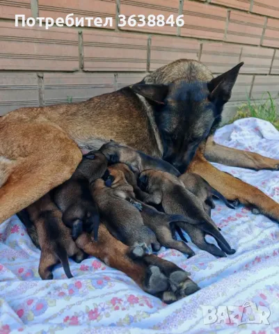 Малиноа, снимка 1