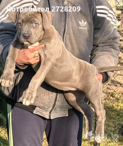 Американско Були Хл/American Bully XL , снимка 8 - Питбул - 53262294