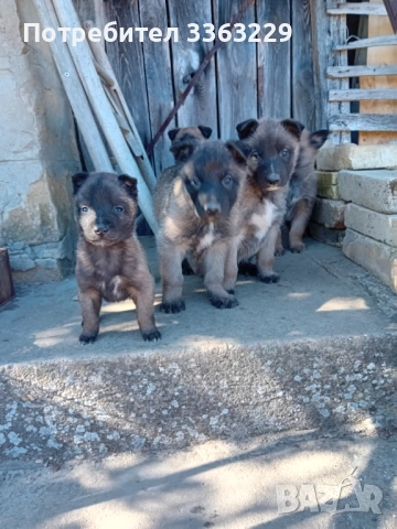 Продавам белгийски овчарки , снимка 10 - Белгийска овчарка - 53787310