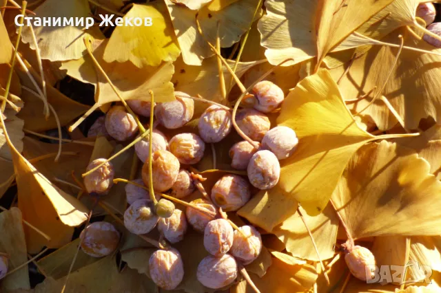 Гинко билоба