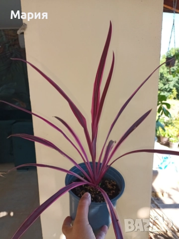 Кордилине розово с червено, снимка 2 - Градински цветя и растения - 51773686