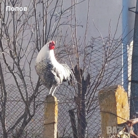 Продавам вествалски петлета, снимка 3 - Кокошки и пуйки - 52050258