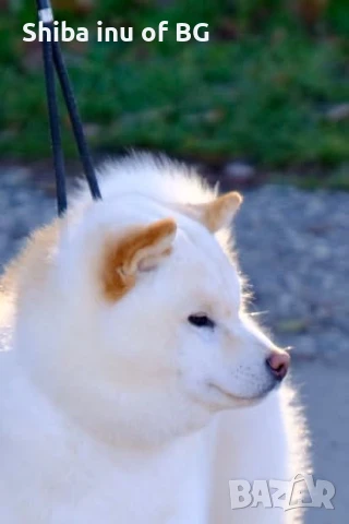 Шиба ину - верен приятел в игрите!, снимка 3 - Шиба ину - 50726336