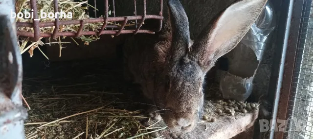 Зайци, снимка 11 - Други - 49785011