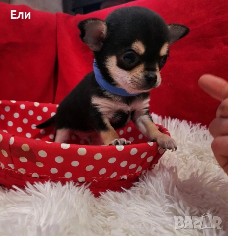 мини Чихуахуа - мъжко, снимка 4 - Чихуахуа - 53658267