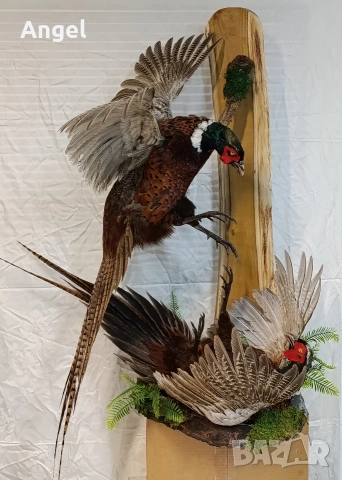 Препарирани фазани , снимка 2 - Други стоки за дома - 53458354