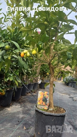 Кумкуат, снимка 4 - Градински цветя и растения - 51794085