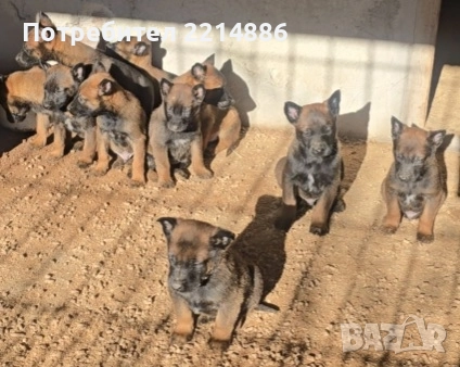 Белгийски овчарки-Малиноа 