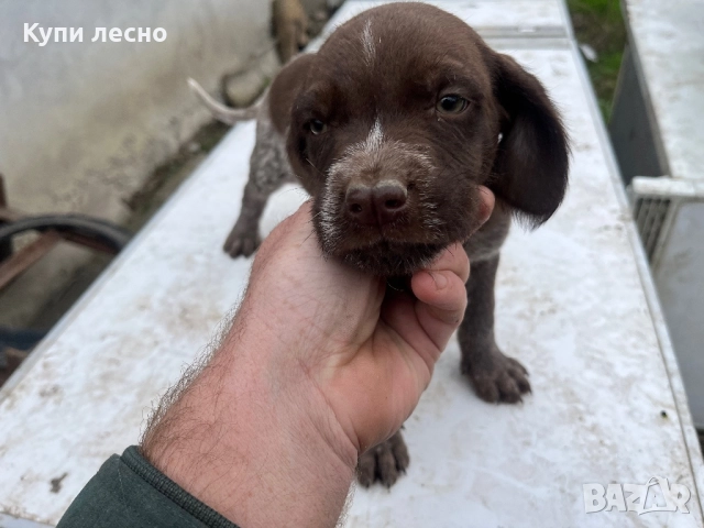 Кученца за трюфели , снимка 7 - Други - 51565937