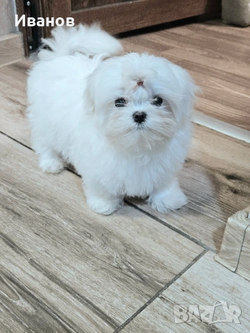 Малтийска болонка , снимка 2 - Болонка - 53599062