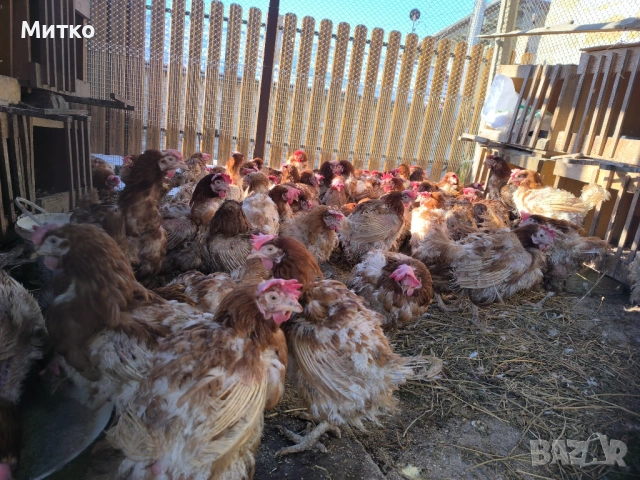 Кокошки носачки 