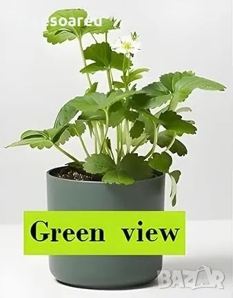 80 семена от плод черна ягода органични плодови ягодови семки от вкусни черни ягоди отлични плодове, снимка 13 - Сортови семена и луковици - 50419261