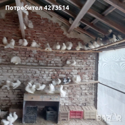 Продавам гълъби финерлии - бели и пъстри, снимка 11 - Гълъби - 53299830