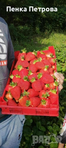 градински разсад