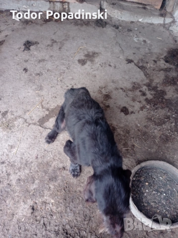 Куче дратхар срешно, снимка 12 - Дратхаар - 53128897