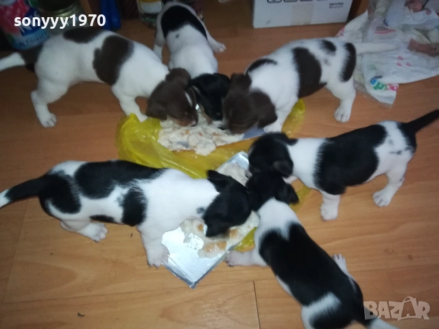 JACK RUSSELL-БЕБЕТА ДЖАК РЪСЕЛ 1609250639, снимка 3 - Джак ръсел териер - 51727864