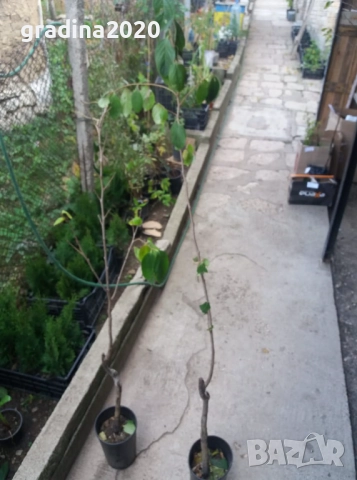 Мушмула  , снимка 3 - Разсади - 34783974