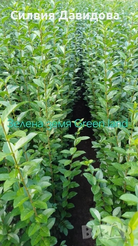 Лигуструм Овалифолиум на гол корен , снимка 8 - Градински цветя и растения - 53389674