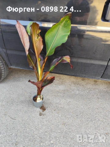 Банановото дърво на Абисиния - Червен Банан или етиопски банан Цена 32лв, снимка 2 - Разсади - 51148296