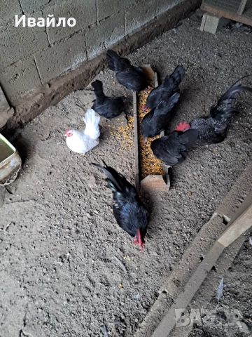 Шабо, снимка 6 - Други животни - 52798064