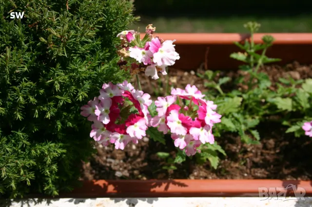 фото Canon EOS 300d + ef-s 18-55, 3 батерии+зарядно, 2 карти, чанта, снимка 9 - Фотоапарати - 49824824