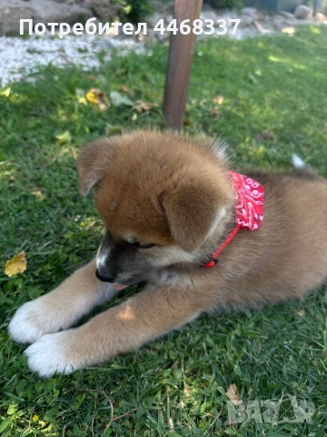 Бебета Акита Ину, снимка 8 - Акита ину - 51249133