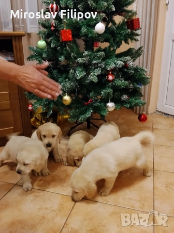 Лабрадор 3-мъжки 2-женски , снимка 3 - Лабрадор ретривър - 52869132