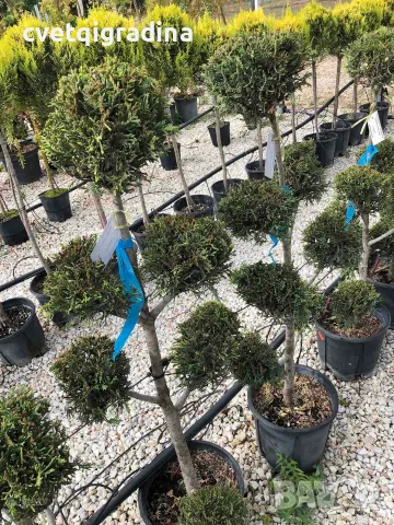 Cupressocyparis leylandii ‘Pon Pon’(Кипарис лейланди пон пон)