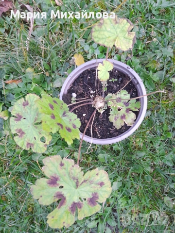 Различни видове градински растения, снимка 3 - Градински цветя и растения - 52291455