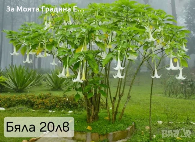 Бругманзия датура - Ангелски тромпет , снимка 12 - Градински цветя и растения - 50632610