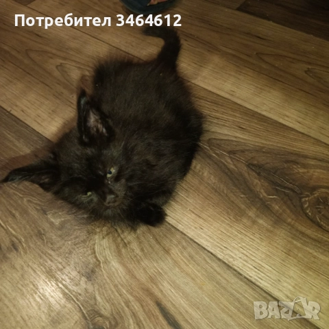 Мейн куун, снимка 9 - Мейн кун - 52592928