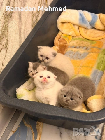 Британски късокосместа и шотландски клепоухи, снимка 7 - Британска късокосместа - 53698757