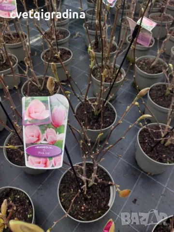 Magnolia Pink ice(Магнолия Розов лед), снимка 2 - Градински цветя и растения - 49720768