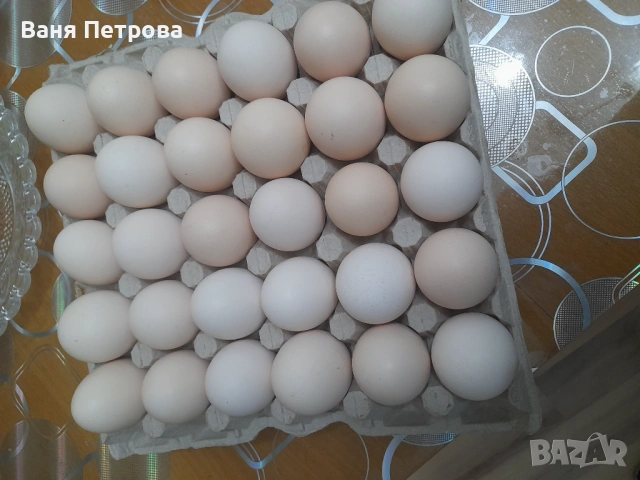 Яйца от свободни кокошки 