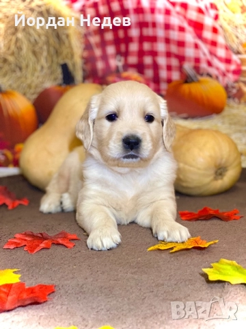 Кученца Голдън ретривър , снимка 1