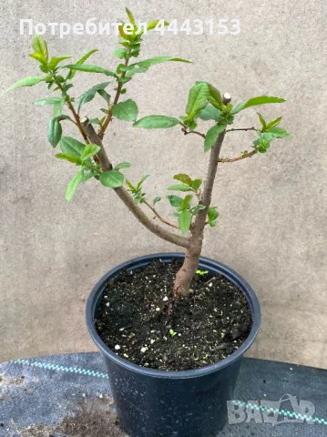 Японска дюля разсад, снимка 2 - Разсади - 50124027