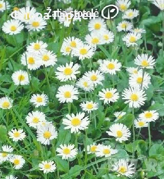 СЕМЕНА - Цветя двугодишни и многогодишни, снимка 6 - Сортови семена и луковици - 47504913