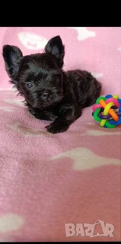 Мини Йоркширски териер момче, снимка 5 - Йоркширски териер - 53621869