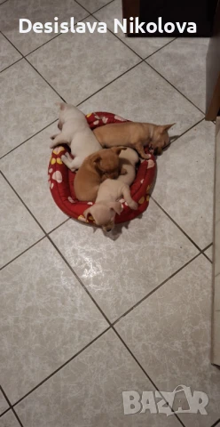 Продава се, снимка 1