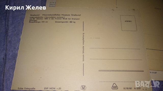 ЛОТ ЧЕТИРИ СТАРИ ПОЩЕНСКИ КАРТИЧКИ МОРСКА ФАУНА - НЕМСКИ КРАСИВИ 32459, снимка 8 - Филателия - 38652723
