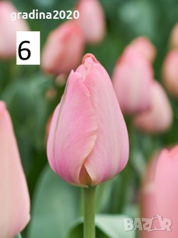 Луковици на лалета, снимка 11 - Разсади - 51436404